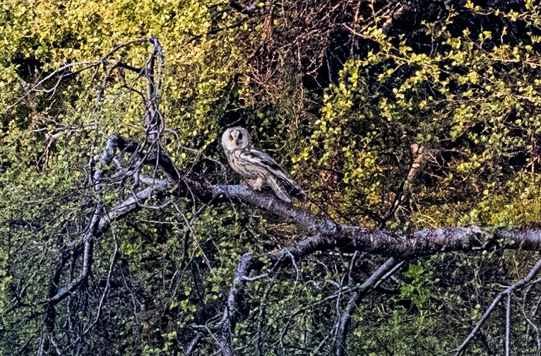 Long-eared Owl - ML620859005