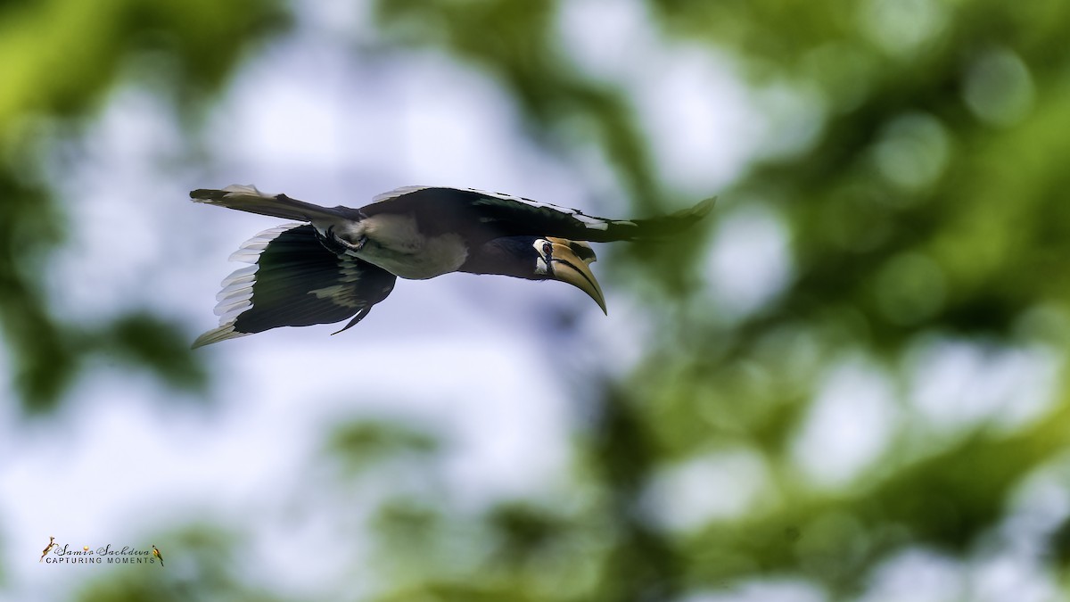 Oriental Pied-Hornbill - ML620859006