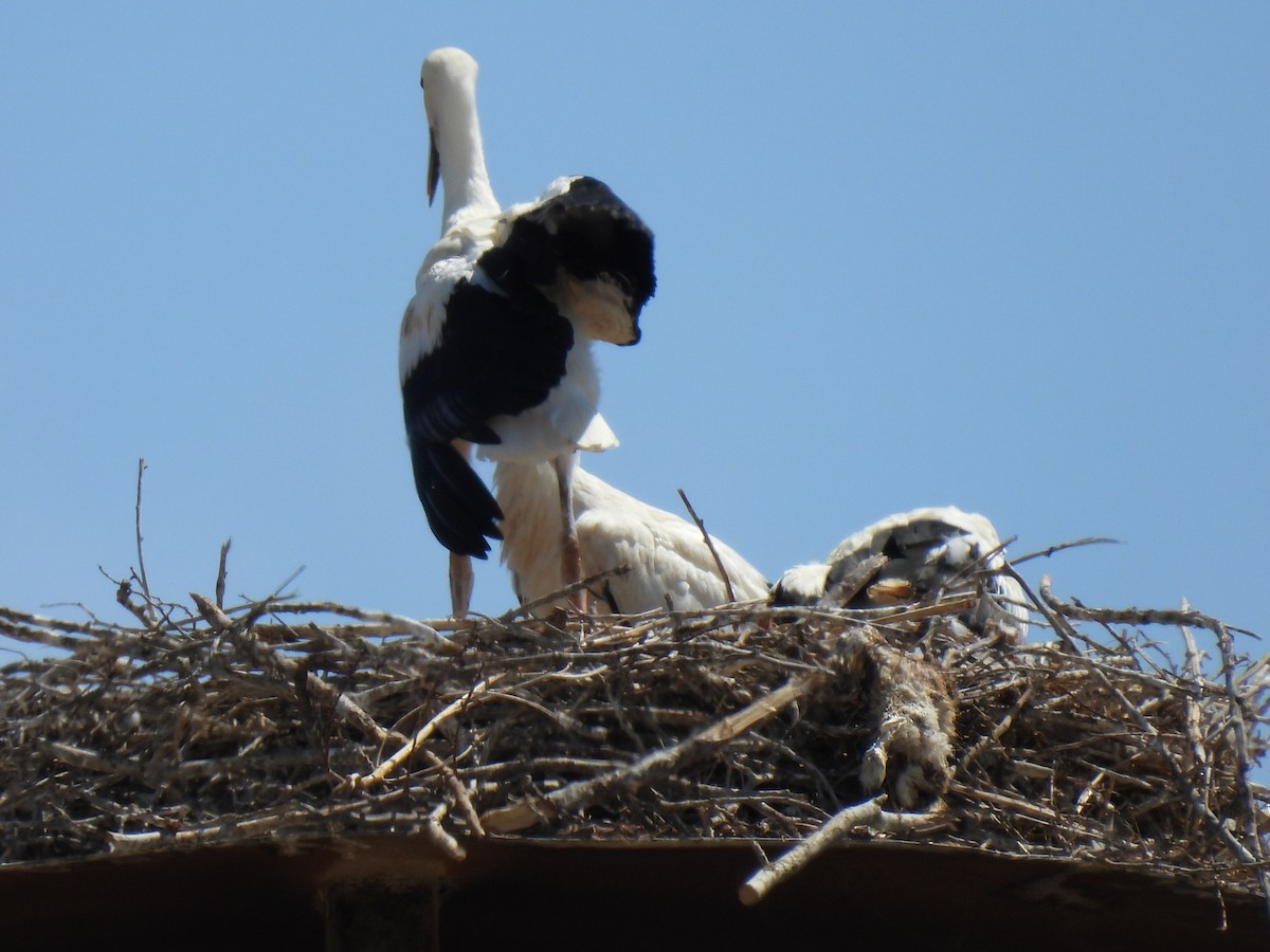 White Stork - ML620859015