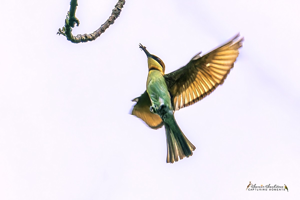 Chestnut-headed Bee-eater - ML620859018