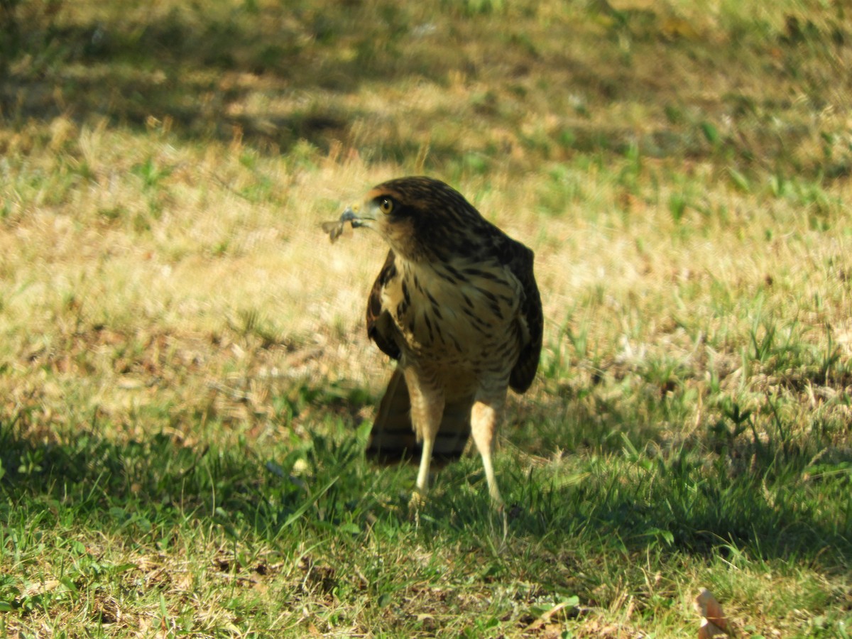 Roadside Hawk - ML620859021