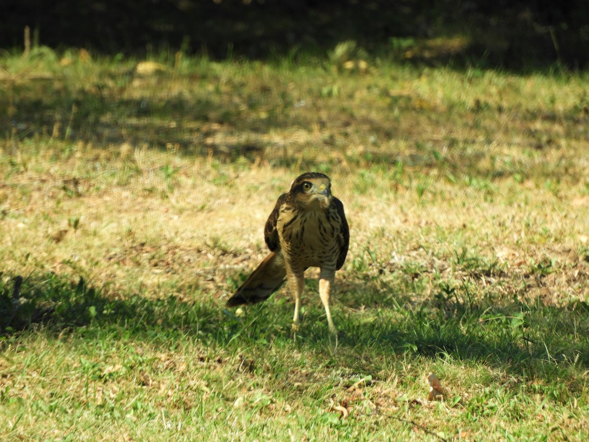 Roadside Hawk - ML620859022