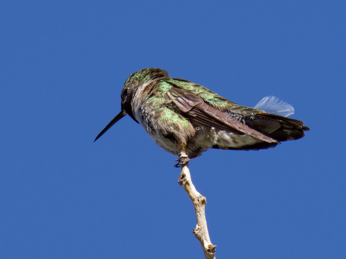 Black-chinned Hummingbird - ML620859025