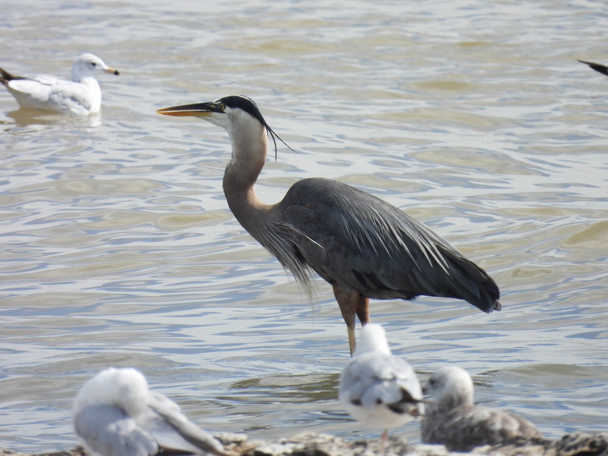 Great Blue Heron - ML620859026