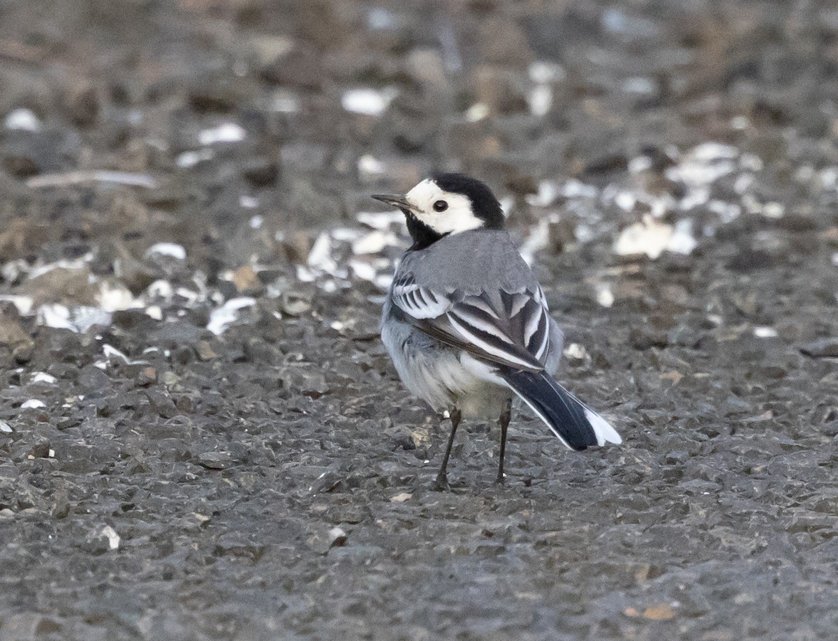White Wagtail (White-faced) - ML620859030