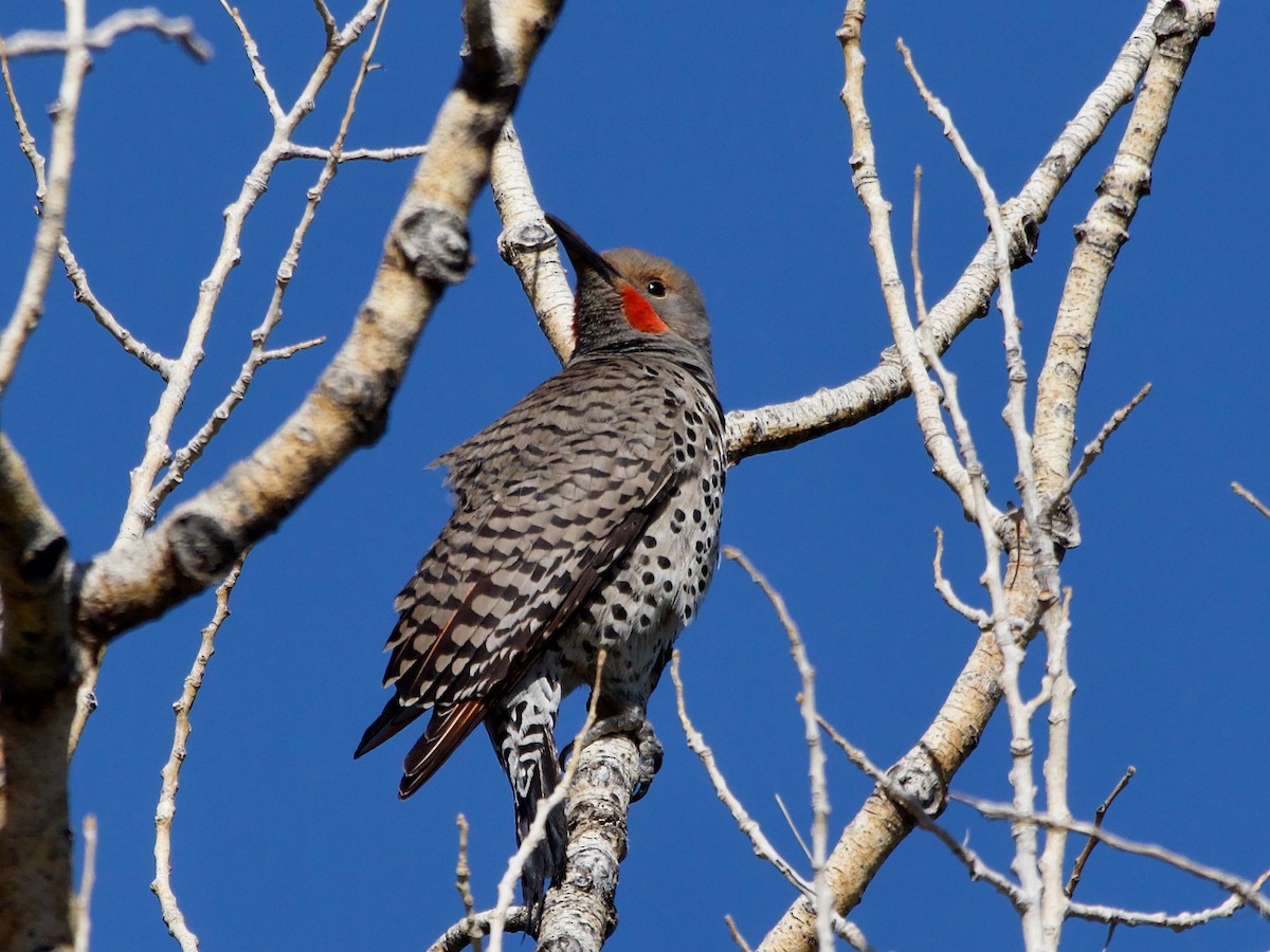 Northern Flicker (Red-shafted) - ML620859031