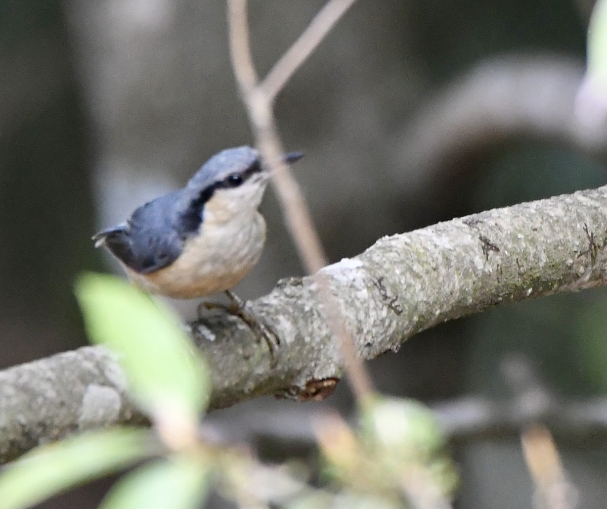 White-tailed Nuthatch - mark perry
