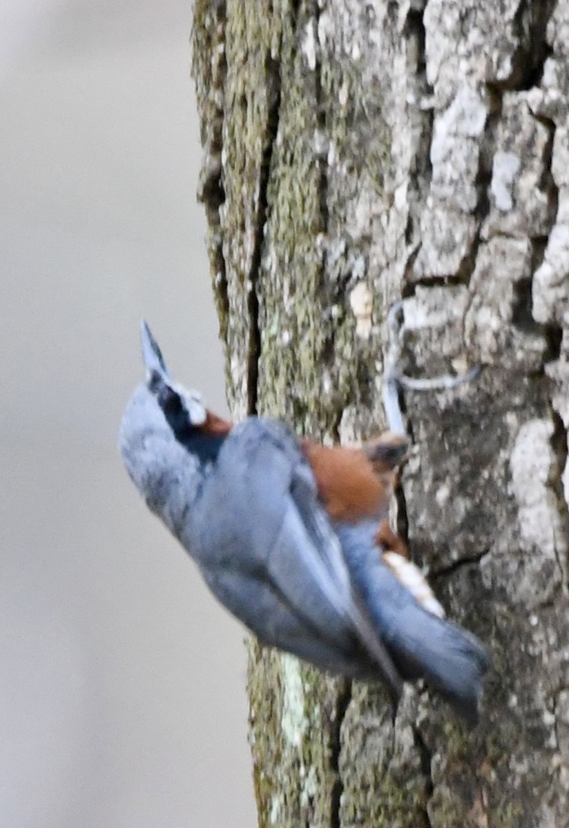 White-tailed Nuthatch - ML620859034