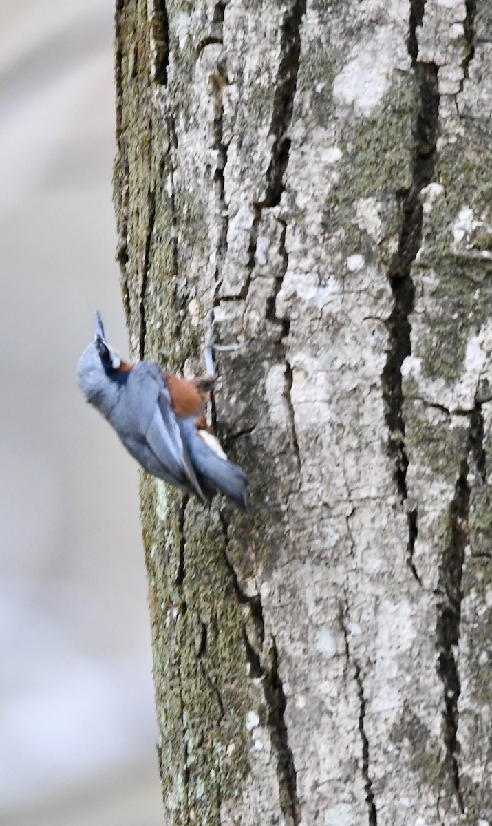 White-tailed Nuthatch - ML620859035