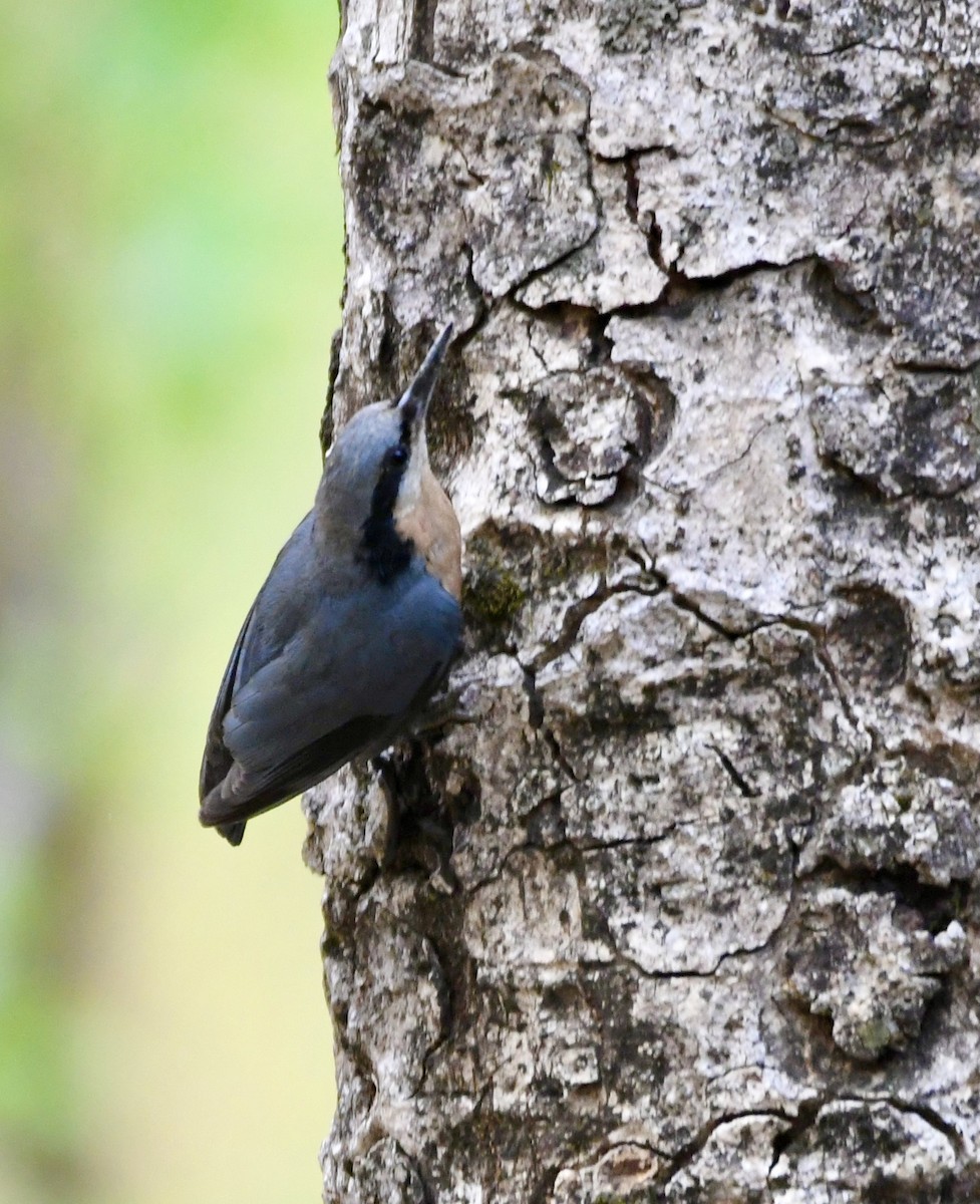 White-tailed Nuthatch - ML620859036