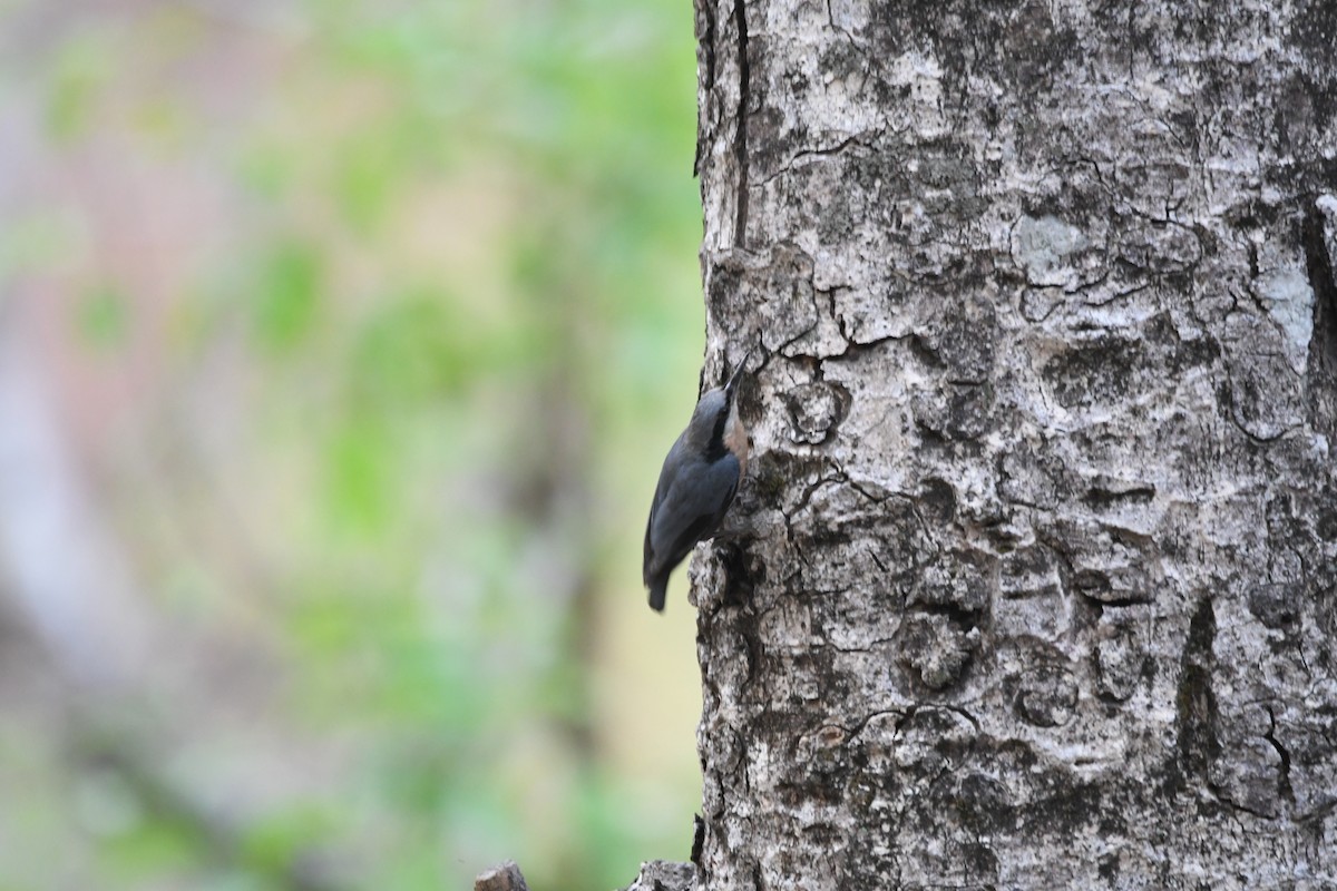 White-tailed Nuthatch - ML620859037