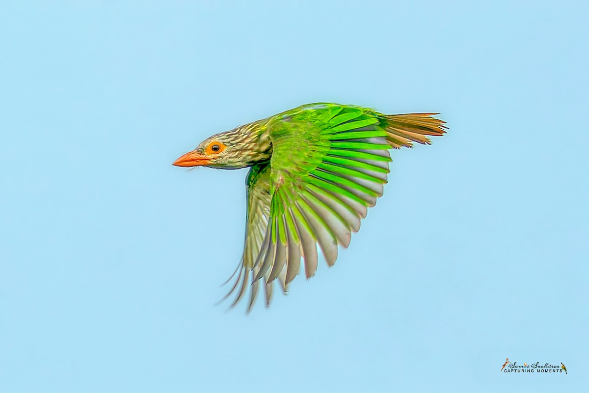 Lineated Barbet - ML620859038
