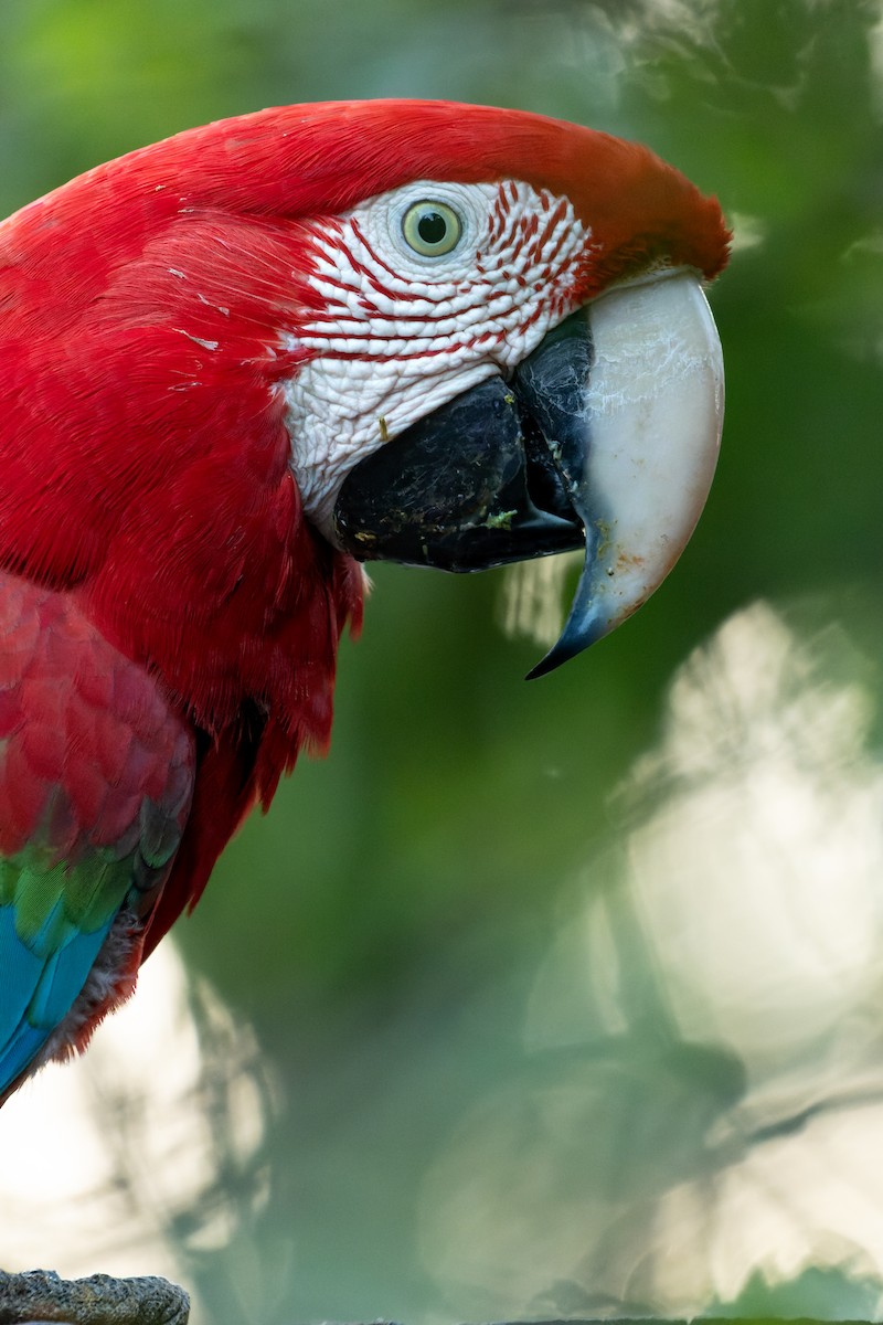 Red-and-green Macaw - ML620859039