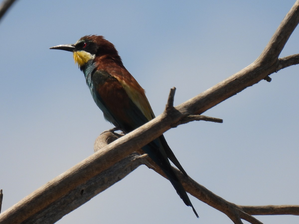 European Bee-eater - ML620859043