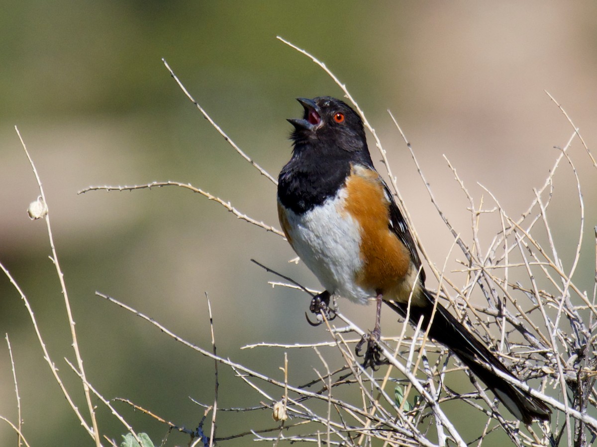 Spotted Towhee - ML620859045