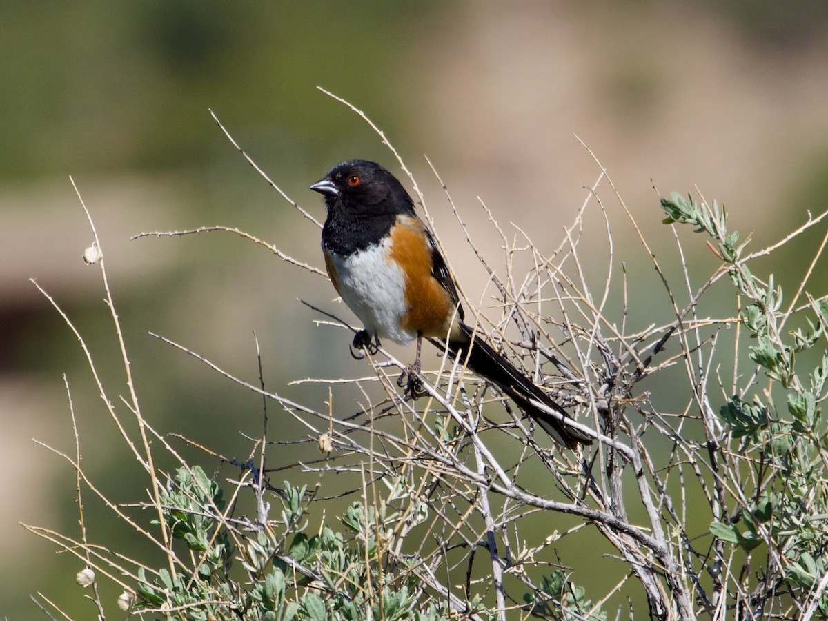 Spotted Towhee - ML620859046