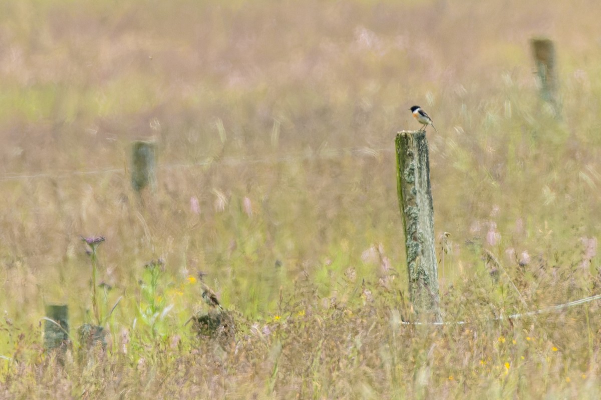 European Stonechat - ML620859047