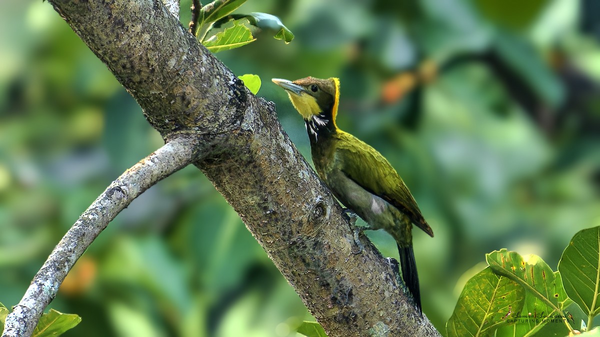 Greater Yellownape - ML620859050