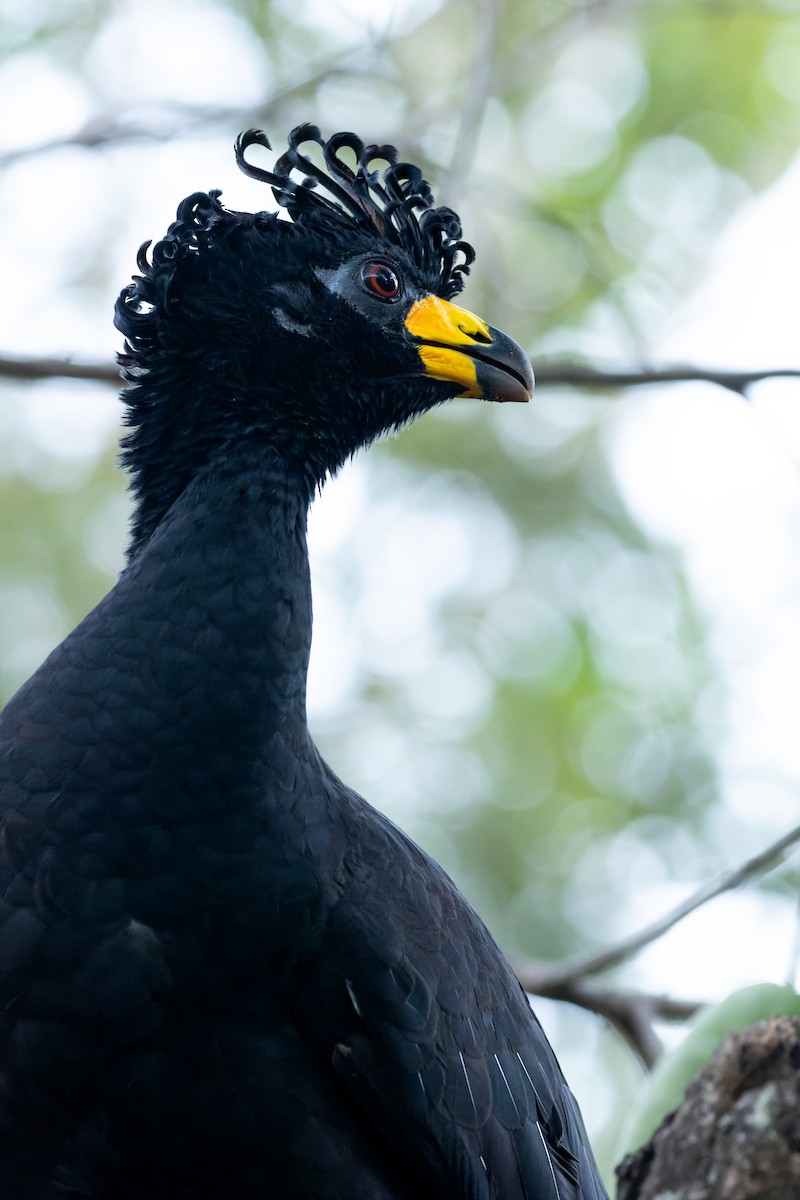 Bare-faced Curassow - ML620859051