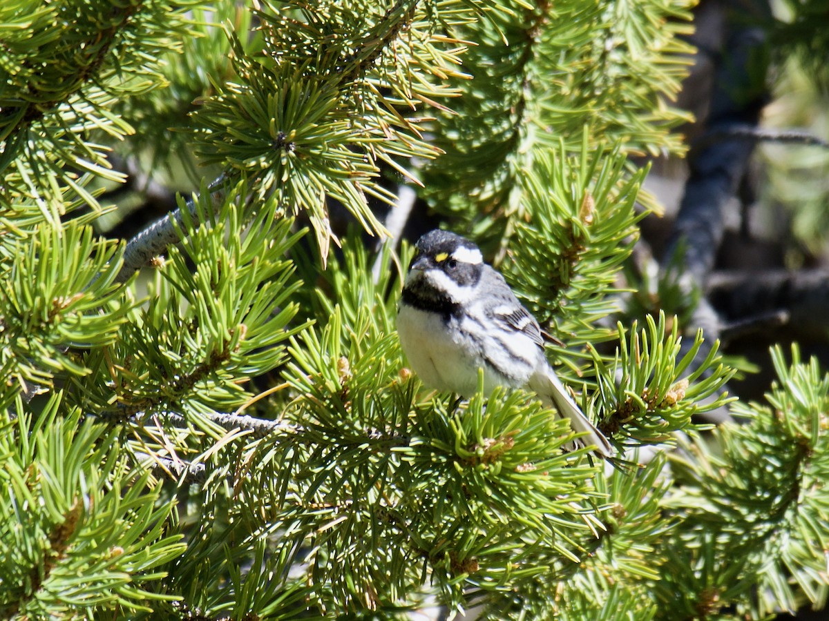 Black-throated Gray Warbler - ML620859052