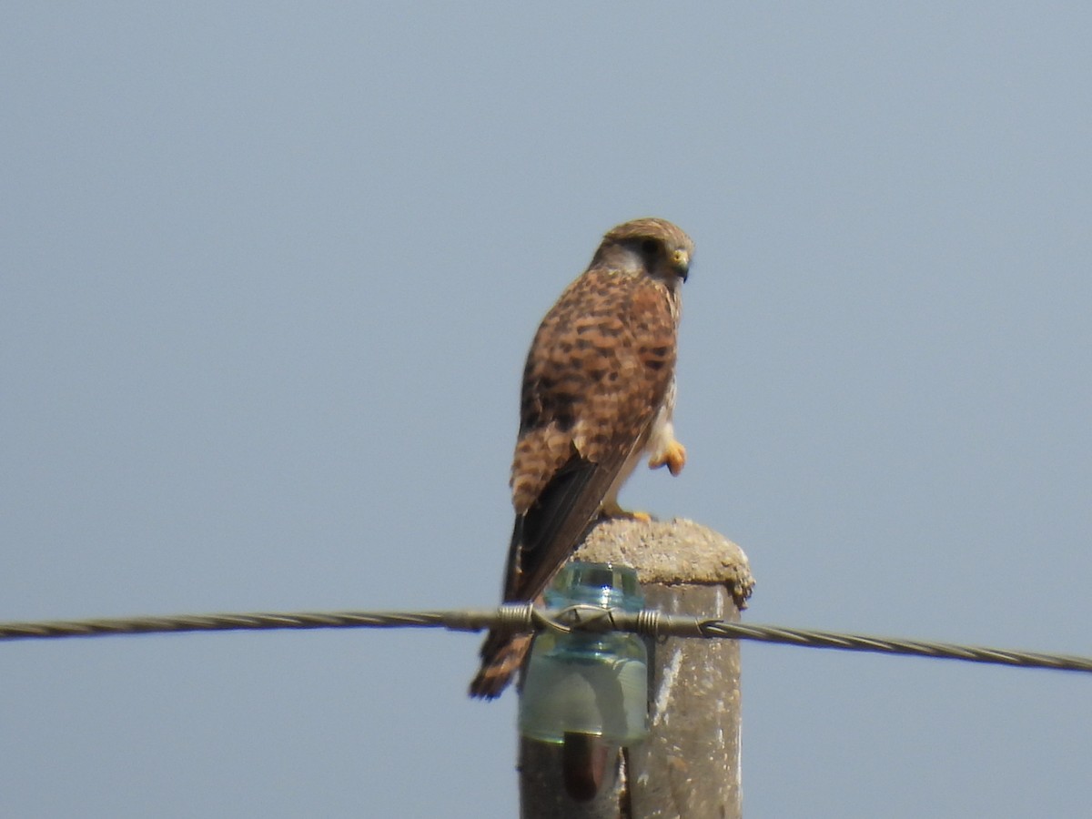 Eurasian Kestrel - ML620859054