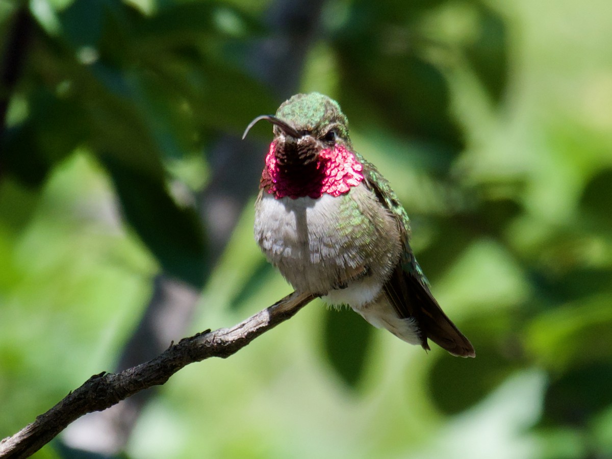 Broad-tailed Hummingbird - ML620859058