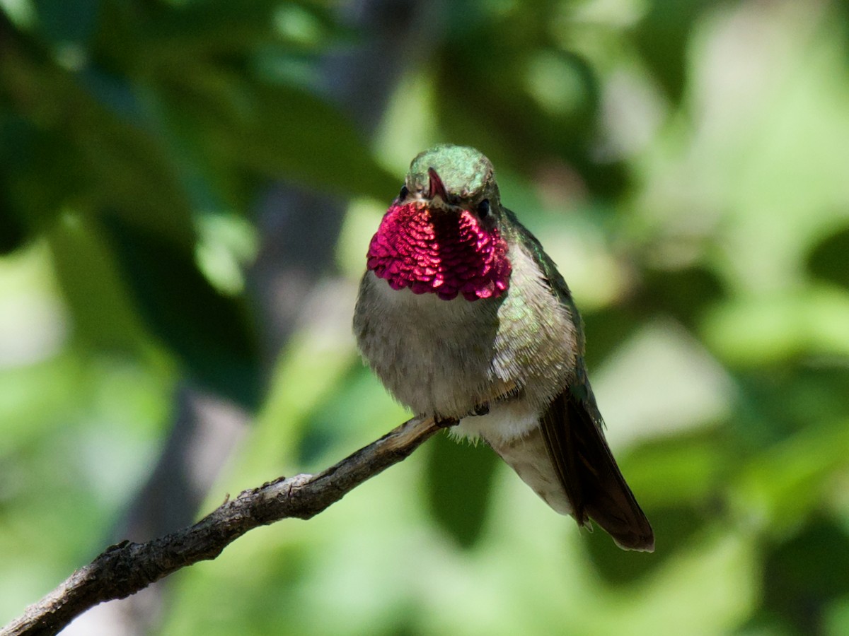 Broad-tailed Hummingbird - ML620859059