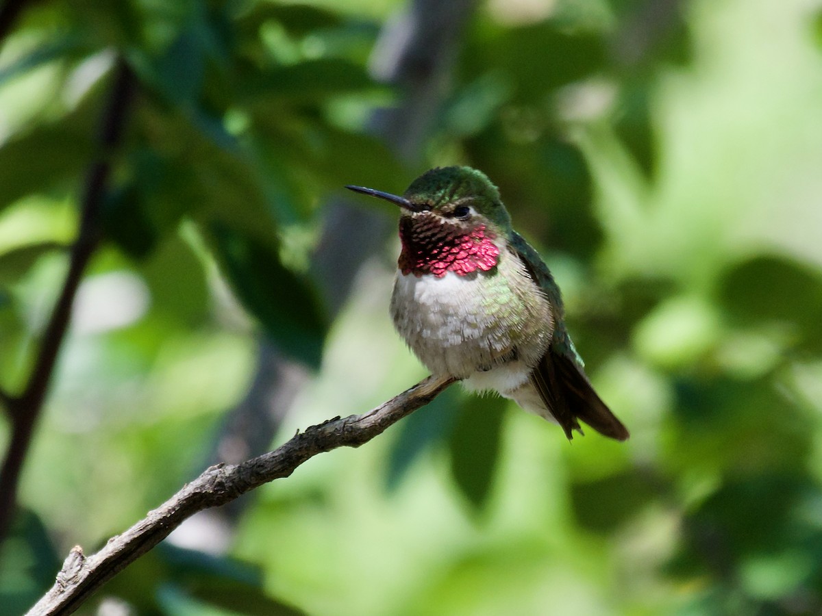 Broad-tailed Hummingbird - ML620859060