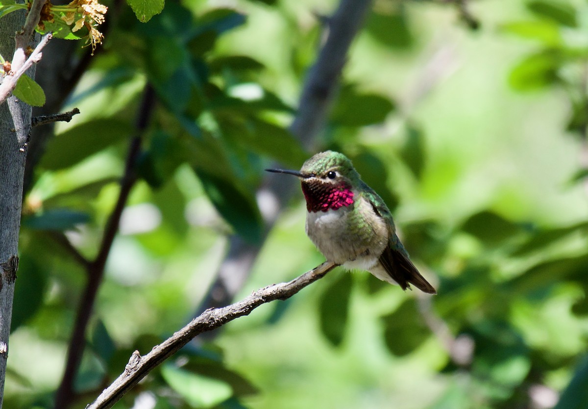 Broad-tailed Hummingbird - ML620859061
