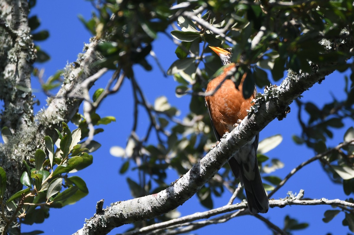 American Robin - ML620859065