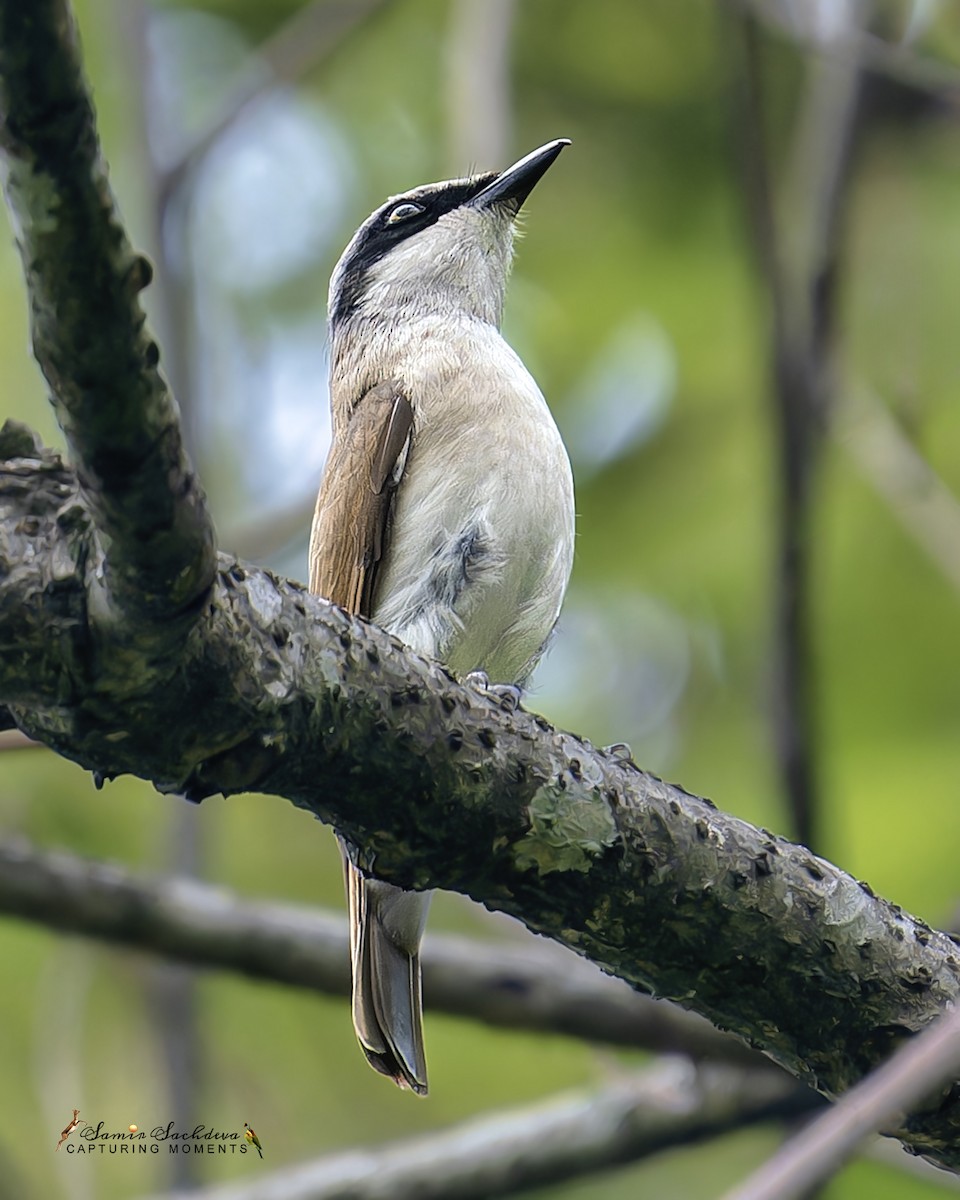 Large Woodshrike - ML620859068