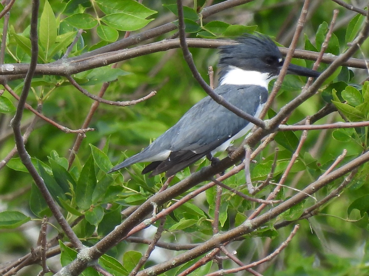 Belted Kingfisher - ML620859069