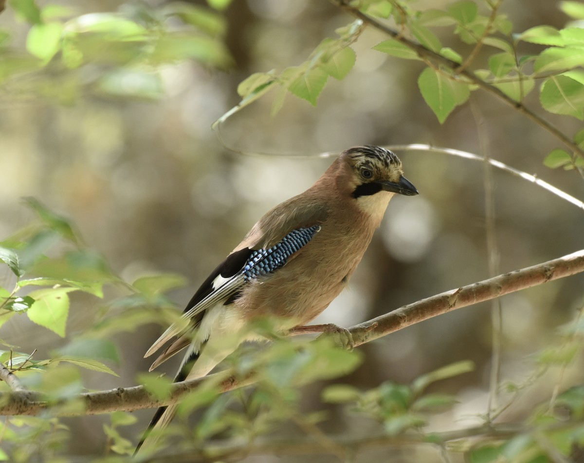 Eurasian Jay - NM Gatward