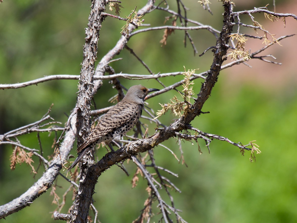 Northern Flicker (Red-shafted) - ML620859077