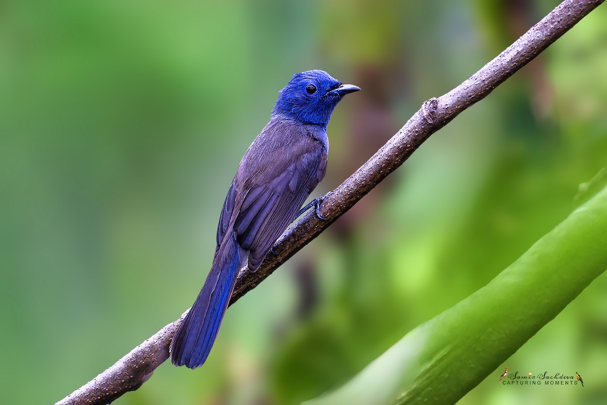 Black-naped Monarch - ML620859080