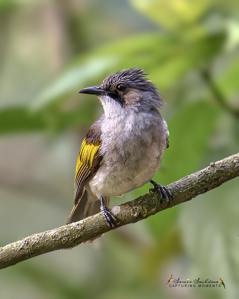 Ashy Bulbul - ML620859085