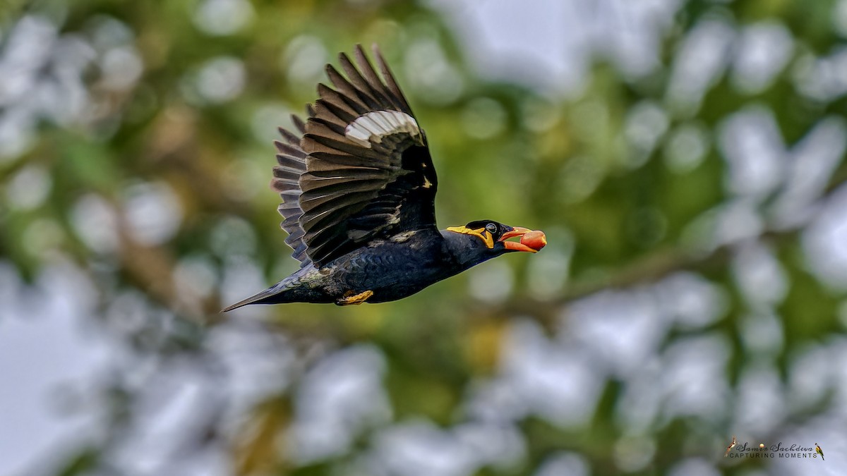 Common Hill Myna - ML620859097