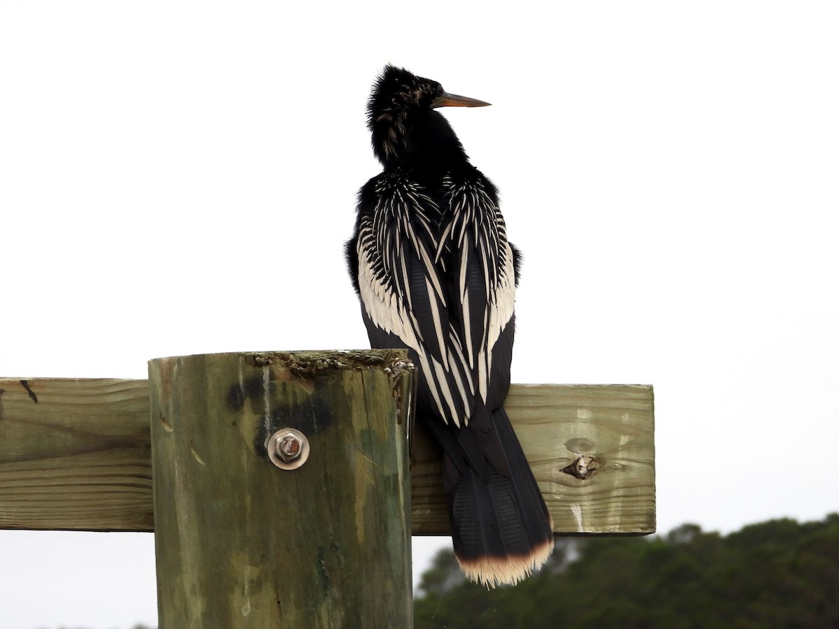 Anhinga Americana - ML620859098