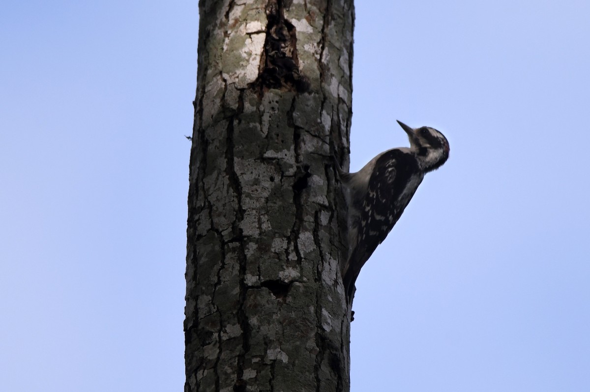 Downy Woodpecker - ML620859099