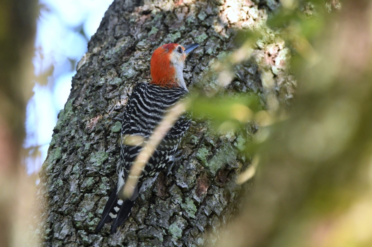 Red-bellied Woodpecker - ML620859102