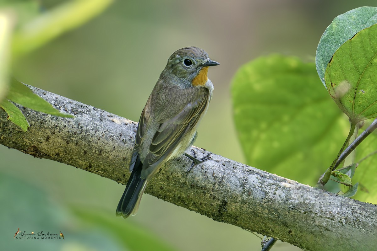 紅喉鶲 - ML620859104