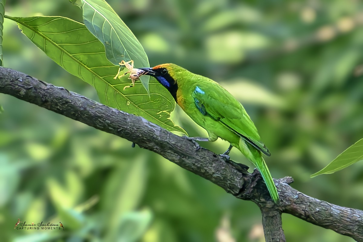 Orange-bellied Leafbird - ML620859111