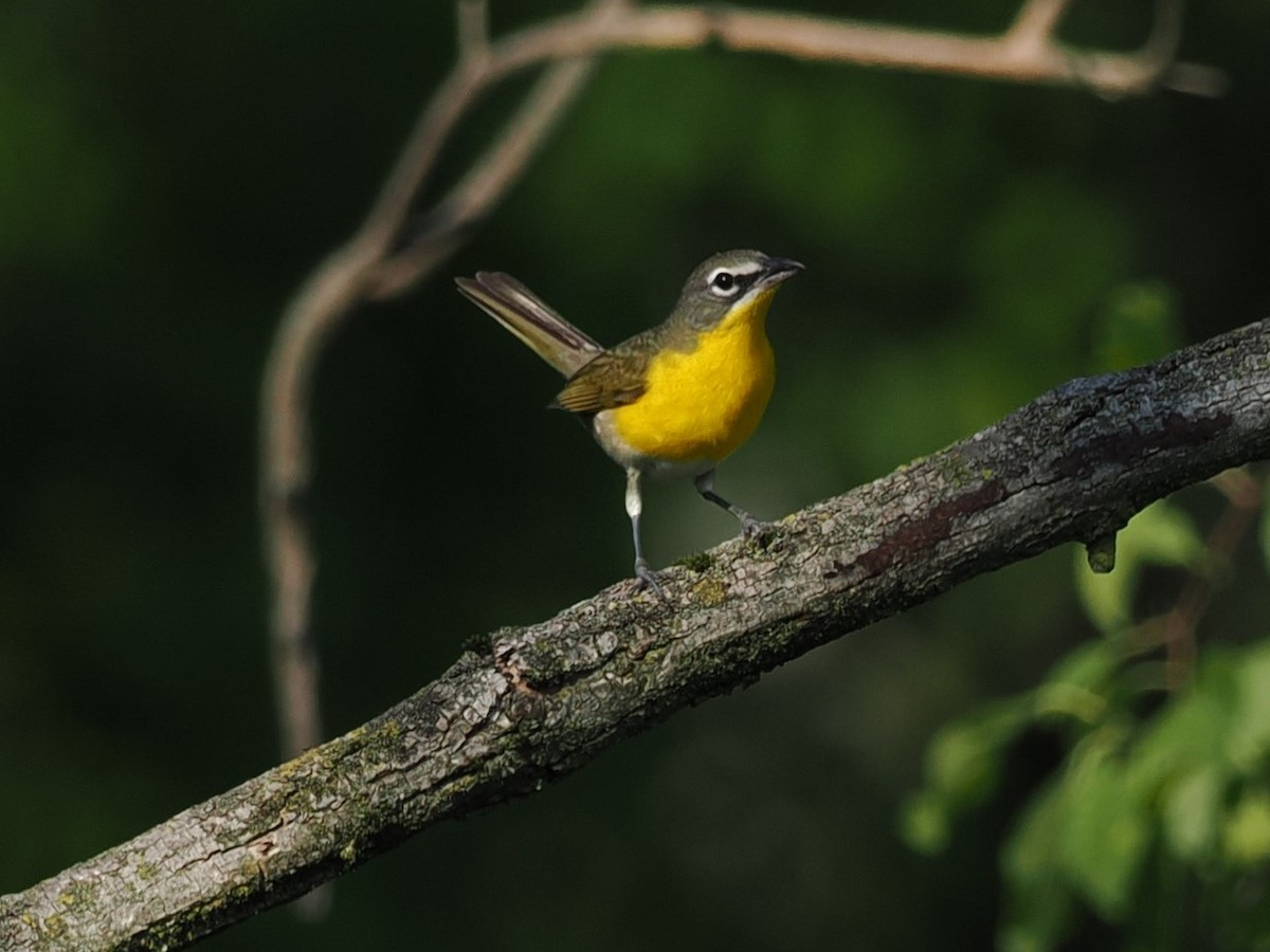 Yellow-breasted Chat - Russell Hoffman