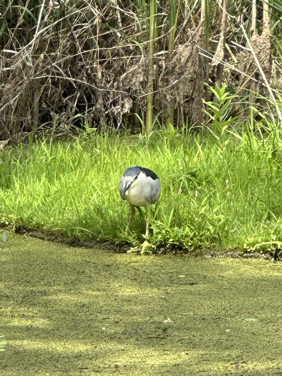 Black-crowned Night Heron - ML620859115