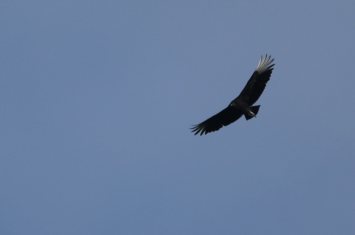 Black Vulture - ML620859121