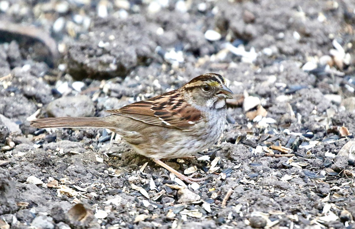 White-throated Sparrow - ML620859122