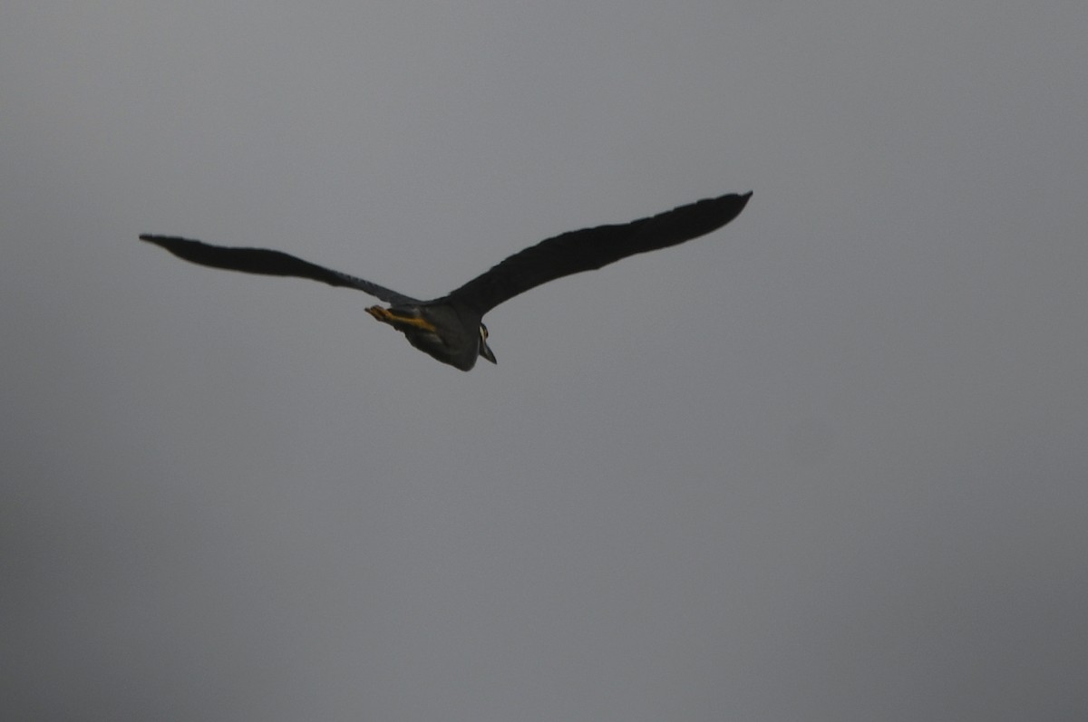 Yellow-crowned Night Heron - ML620859126