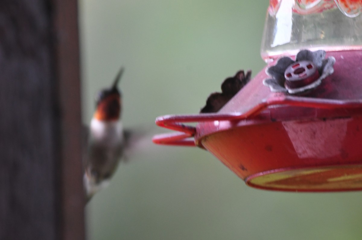 Colibri à gorge rubis - ML620859128