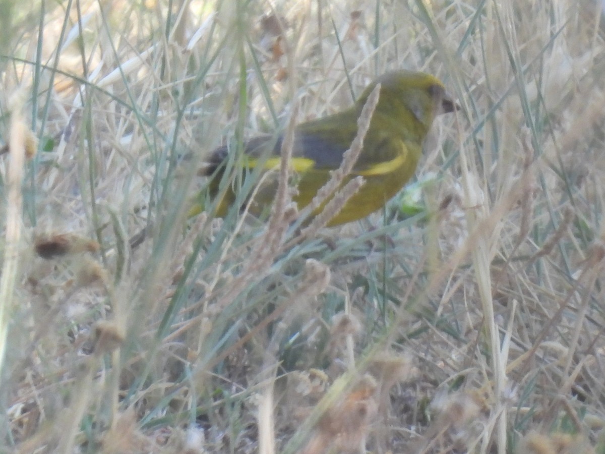 European Greenfinch - ML620859129