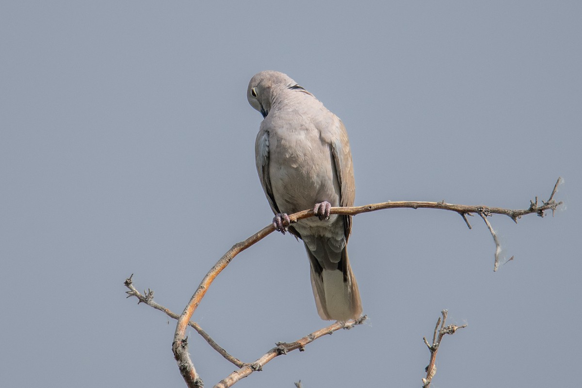 Eurasian Collared-Dove - ML620859133